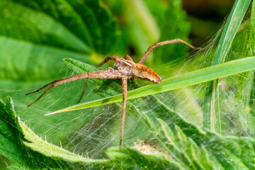 Nursery web spider