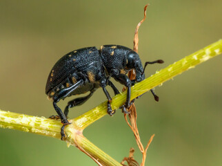 Liparus beetle