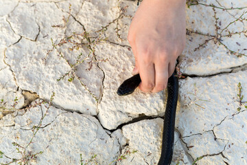 A man's hand holds a snake the head in the desert close-up.