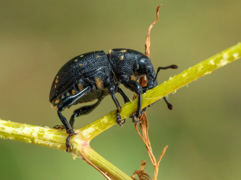 Liparus beetle