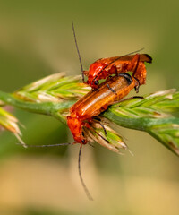 Common red soldier beetles