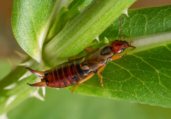Common earwig