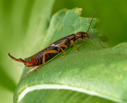 Common earwig
