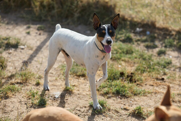 portrait of a dog in a shelter waiting for adoption