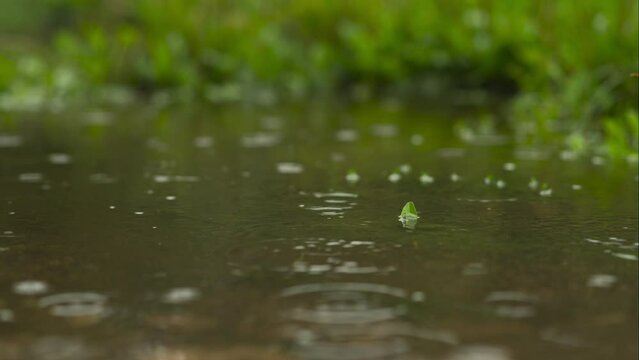 Raindrops Elegantly Striking a Puddle with a Blurred Green Background