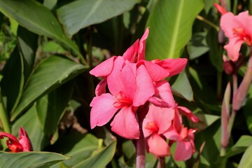 Fiore