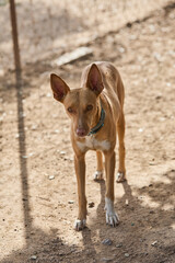 portrait of a dog in a shelter waiting for adoption