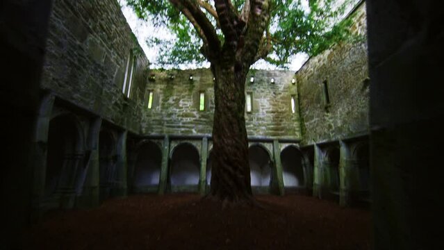Yew Tree push in reveal through abbey