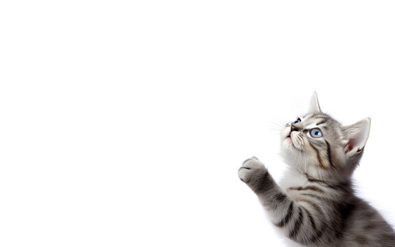 A gray striped kitten looks to the side and pulls a paw on a white background. Free space for product placement or promotional text.