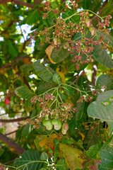 Gros plan sur un anacardier et ses fruits
