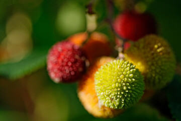 Obraz premium Arbouses matures