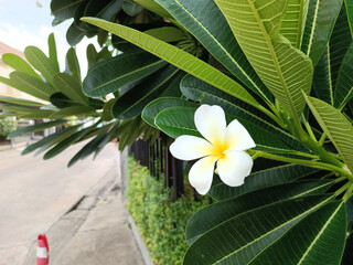 Single White Flower, Green Leaves, Roadside Beauty