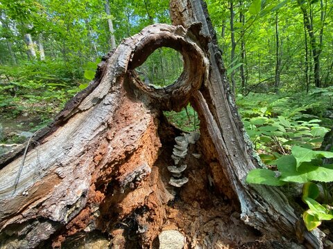 Spectacular sphere where these Bracket Polypore mushrooms grew in perfect synchronicity