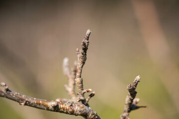 rows of dormant apple trees in an orchard