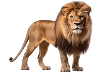Foto op Canvas Lion Isolated on a Transparent PNG Background. Generative Ai © Haider