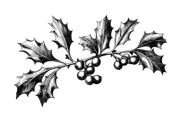 Vintage style illustration of a christmas festive holly branch