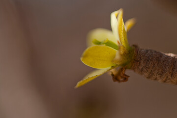 Euphorbia balsamifera