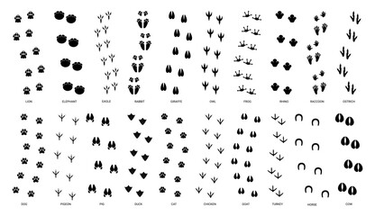 Animals footprint tracks. Animal paw silhouette, wild animal pet and farm trail, bird footstep. Brush walking nature foot track isolated on white background vector set © Foxy Fox