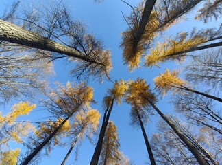 Larici in veste autunnale