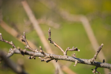 apple trees in an orchard on a farm