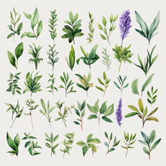 Set of Watercolor Herb Leaves