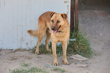 portrait of a dog in a shelter waiting for adoption