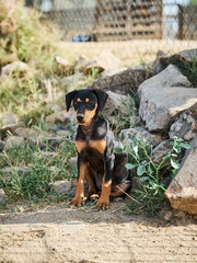 portrait of a dog in a shelter waiting for adoption