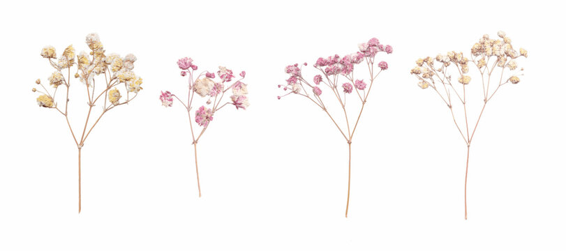 Beautiful floral set with wild dried gypsophila flowers. Stock herbarium illustration.