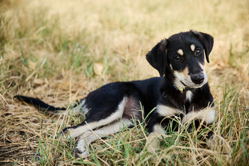portrait of a dog in a shelter waiting for adoption
