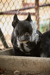 portrait of a dog in a shelter waiting for adoption