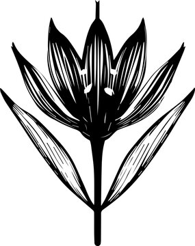 Butomaceae plant icon 1