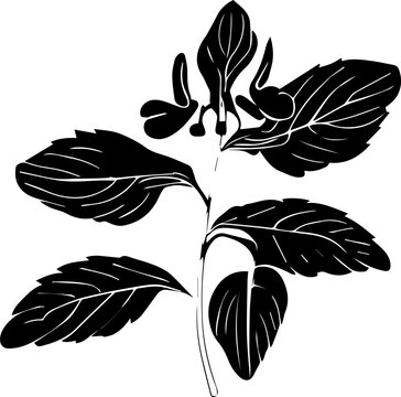 Balsaminaceae plant icon