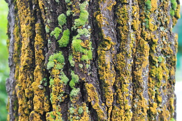 Moss cover on tree bark background. Close-up moss texture on tree surface.