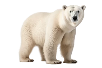 Foto op Canvas White Polar Bear Isolated on a Transparent PNG Background. Generative Ai © Haider