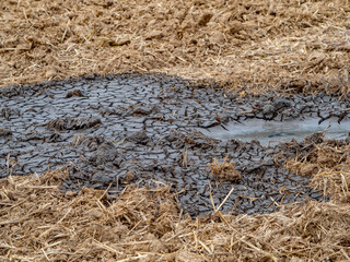 Mit Jauche gedüngter Acker