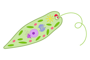 Euglena on a white background.