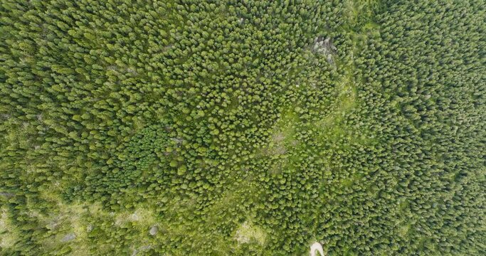 Aerial view of a forest with trees at Croda dei Baranci (Birkenkofel) mountain peak on the Dolomites range, San Candido (Innichen), Trentino, South Tyrol, Italy.
