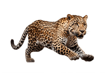 Strong Leopard's Portrait Isolated on a Transparent PNG Background, Render. Generative Ai