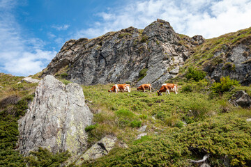 Cows grazing in mountain pastures between rocks and grass