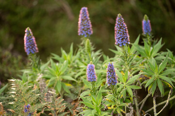 Tall blue flower spikes hi-res stock photography and images