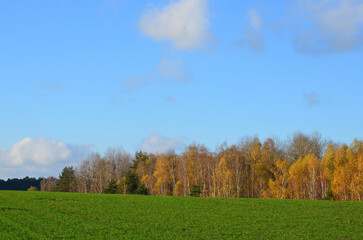 landscape with a green field of winter wheat and trees with yellow foliage