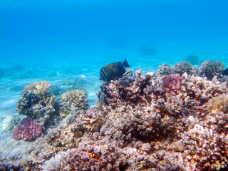 Zebrasoma Veliferum Surgeonfish, underwater scene  