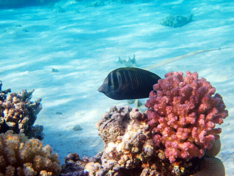 Zebrasoma Veliferum Surgeonfish, underwater scene  