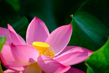 lotus