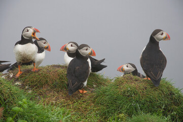 Faroer Islands: puffins