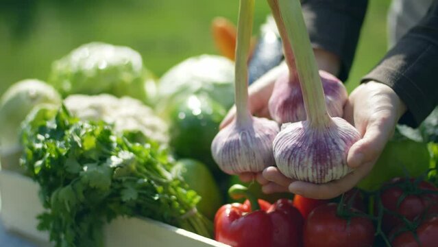 colorful vegetables in hands close up. fresh ripe garlic harvest. healthy food ingredients for cooking. veg box delivery. vegetable crops in autumn