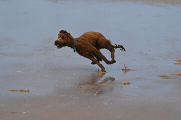 Irish doodle running on wet sand