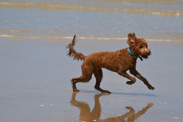 Irish doodle running on wet sand