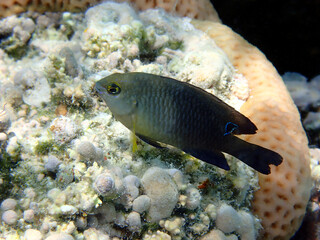 Jewel damselfish - (Plectroglyphidodon lacrymatus)