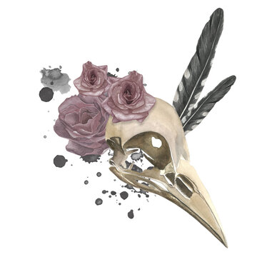 Watercolor illustration of crow skull, roses, cuckoo feathers and ink blots. Isolated on transparent background hand drawn